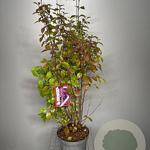 Callicarpa bod. 'Profusion' 80-100 cm 7,5L