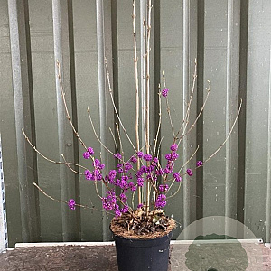 Callicarpa bod. 'Profusion' 80-100 cm 7,5L