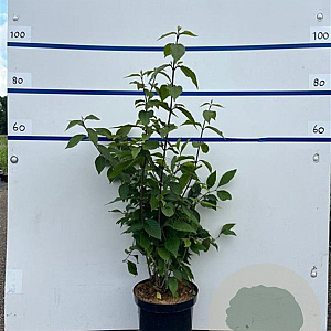 Callicarpa bod. 'Profusion' 80-100 cm 7,5L