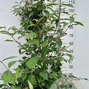 Callicarpa bod. 'Profusion' 100-125 cm 20L