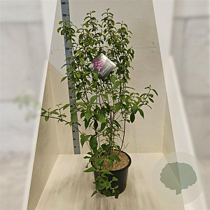 Callicarpa bod. 'Profusion' 125-150 cm 20L