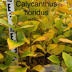 Calycanthus floridus 100-125 cm met kluit