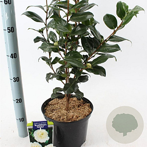 Camellia j. 'Brushfield's Yellow' 60-70 cm 5,0L
