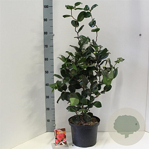 Camellia j. 'Curly Lady' 60-70 cm 5,0L