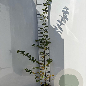 Carpinus betulus 100-125 cm 2,0L