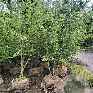 Carpinus betulus 350-400 cm draadkluit meerstammig