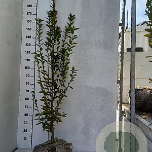 Carpinus bet. 'Fastigiata' 175-200 cm met kluit