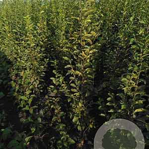 Carpinus bet. 'Fastigiata' 175-200 cm met kluit
