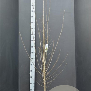 Carpinus bet. 'Fastigiata' 175-200 cm 15L