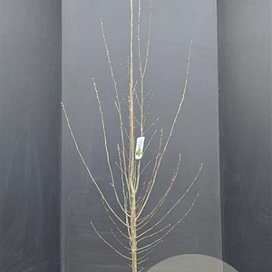 Carpinus bet. 'Fastigiata' 175-200 cm 15L