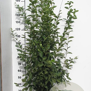 Carpinus bet. 'Fastigiata' 175-200 cm 15L