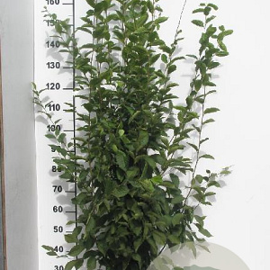 Carpinus bet. 'Fastigiata' 175-200 cm 15L