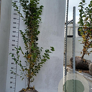 Carpinus bet. 'Frans Fontaine' 175-200 cm met kluit