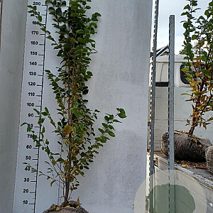 Carpinus bet. 'Frans Fontaine' 175-200 cm met kluit