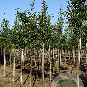 Carpinus bet. 'Frans Fontaine' 12-14 HO draadkluit