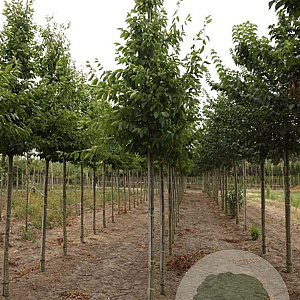 Carpinus bet. 'Frans Fontaine' 12-14 HO draadkluit