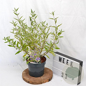 Caryopteris cland. 'Heavenly Blue' 30-40 cm 3,0L