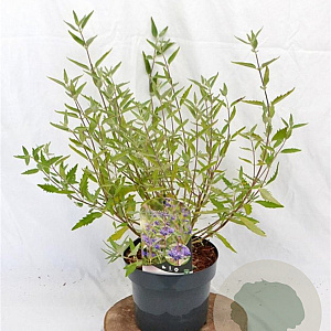 Caryopteris cland. 'Heavenly Blue' 30-40 cm 3,0L
