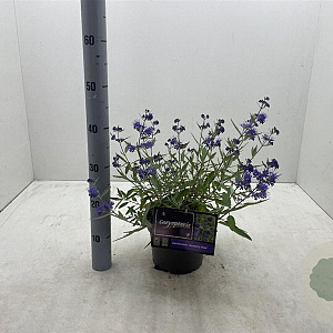 Caryopteris cland. 'Heavenly Blue' 30-40 cm 3,0L