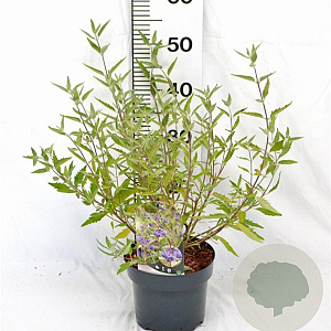 Caryopteris cland. 'Heavenly Blue' 30-40 cm 3,0L