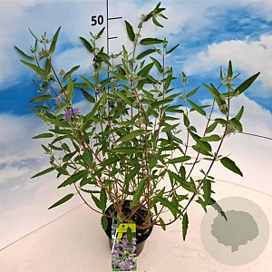 Caryopteris cland. 'Heavenly Blue' 40-50 cm 2,0L