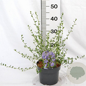 Ceanothus 'Concha' 30-40 cm 3,0L