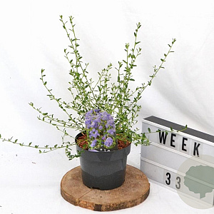 Ceanothus 'Concha' 30-40 cm 3,0L