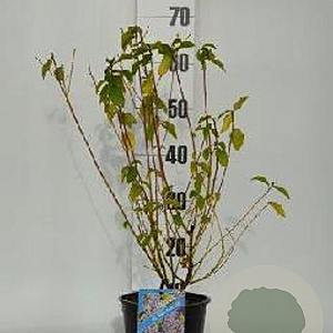 Ceanothus del. 'Gloire de Versaille 30-40 cm 2,5L