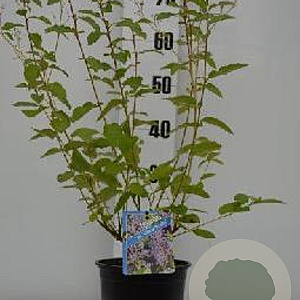 Ceanothus del. 'Gloire de Versaille 30-40 cm 2,5L