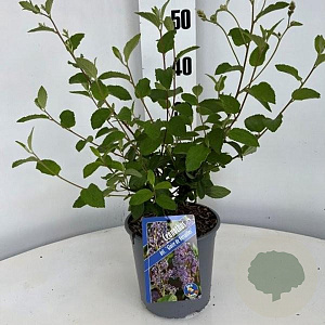 Ceanothus del. 'Gloire de Versaille 30-40 cm 2,5L