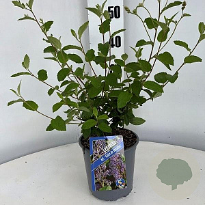 Ceanothus del. 'Gloire de Versaille 30-40 cm 2,5L