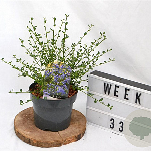 Ceanothus impressus 'Victoria' 30-40 cm 3,0L