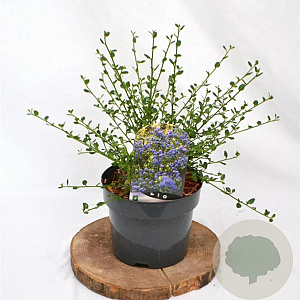 Ceanothus impressus 'Victoria' 30-40 cm 3,0L