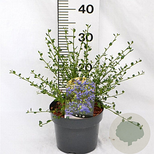 Ceanothus impressus 'Victoria' 30-40 cm 3,0L