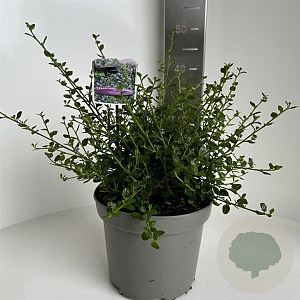 Ceanothus impressus 'Victoria' 30-40 cm 5,0L