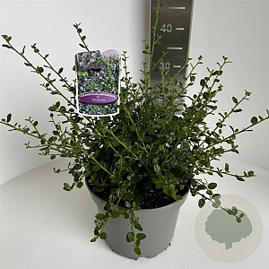 Ceanothus impressus 'Victoria' 30-40 cm 5,0L