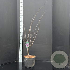 Cercis can. 'Forest Pansy' 80-100 cm 10L