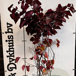 Cercis can. 'Forest Pansy' 150-175 cm met kluit