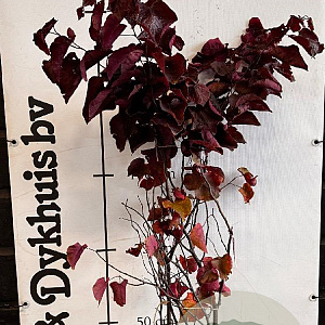 Cercis can. 'Forest Pansy' 150-175 cm met kluit