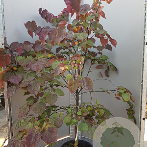 Cercis can. 'Forest Pansy' 150-175 cm container meerstammig