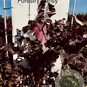 Cercis can. 'Forest Pansy' 175-200 cm met kluit