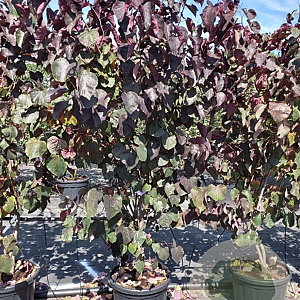 Cercis can. 'Forest Pansy' 250-300 cm 50L