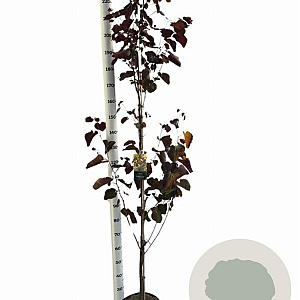 Cercis can. 'Merlot' 175-200 cm 10L geveerd