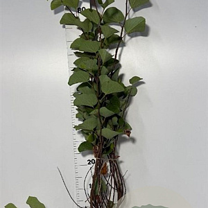 Cercis siliquastrum 80-100 cm met kluit