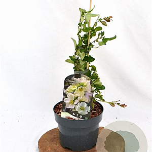 Chaenomeles sup. 'Jet Trail' 30-40 cm 2,0L