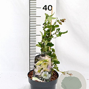 Chaenomeles sup. 'Jet Trail' 30-40 cm 2,0L