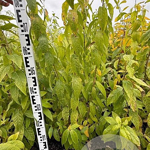 Chimonanthus praecox 60-80 cm met kluit