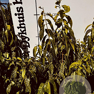 Chimonanthus praecox 80-100 cm met kluit