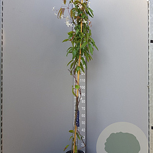 Clematis armandii 175-200 cm 7,5L