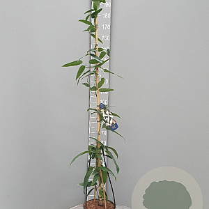 Clematis armandii 175-200 cm 7,5L